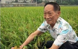 吃瓜爆料袁隆平图片高清,吃瓜群众见证农业巨擘风采
