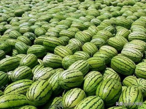 青岛农业吃瓜大爆料,吃瓜群众眼中的农业新鲜事