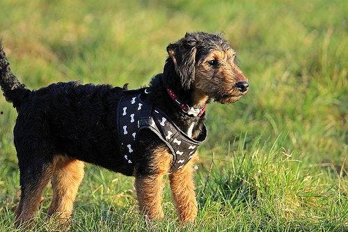 和平精英母狗吃瓜爆料,母狗吃瓜爆料，揭秘游戏幕后真相