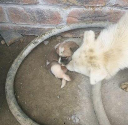 和平精英母狗吃瓜爆料,母狗吃瓜爆料，揭秘游戏幕后真相