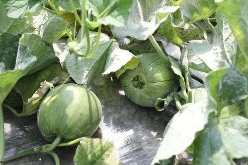 71c吃瓜爆料,揭秘娱乐圈背后的惊人真相