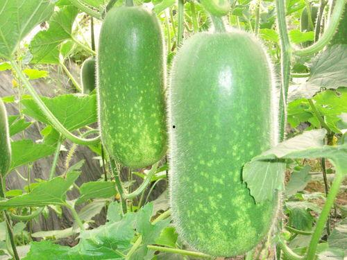 唐山吃瓜爆料视频大全