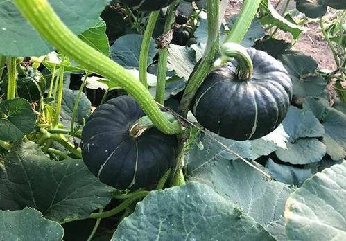 网红爆料吃瓜平台,吃瓜平台背后的真相大曝光！