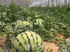 德州临邑爆料吃瓜事件,揭秘背后真相与网络舆论风暴