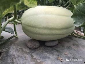 怎么找吃瓜爆料的人,揭秘网络爆料背后的秘密