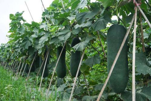 黑瓜吃料网的特点