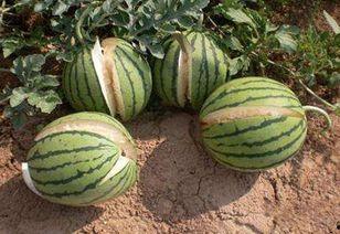 黑料吃黑瓜网属于什么